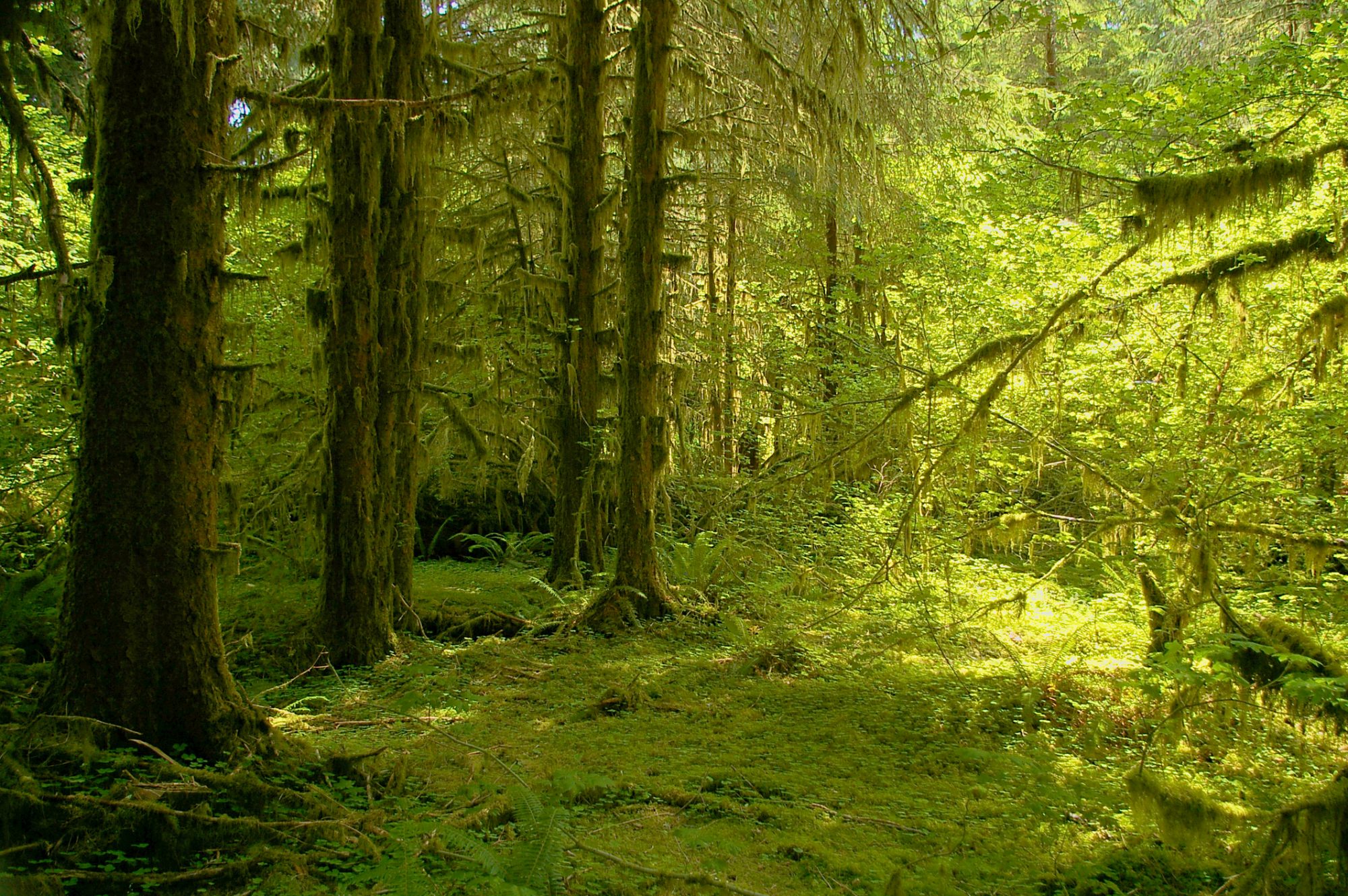 Sitka spruce trees