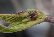 Ticks on a leaf