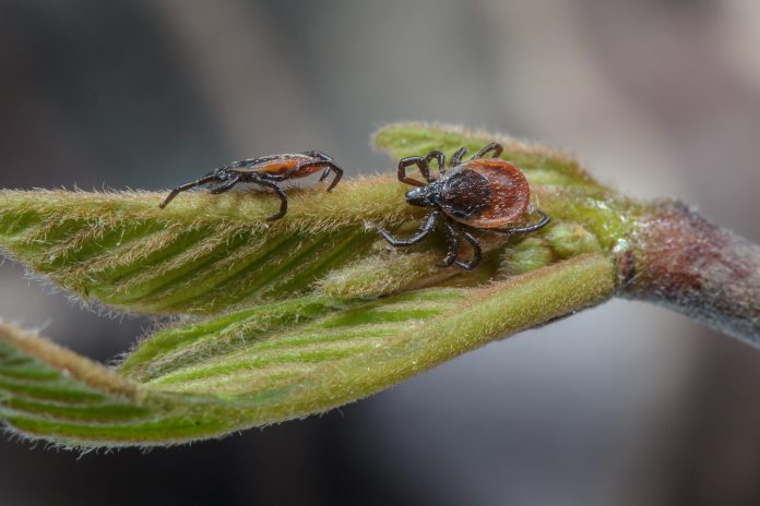 Ticks on a leaf