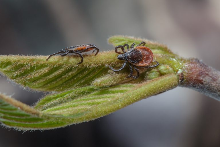 Ticks on a leaf