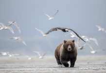 Grizzly bear animal running through water