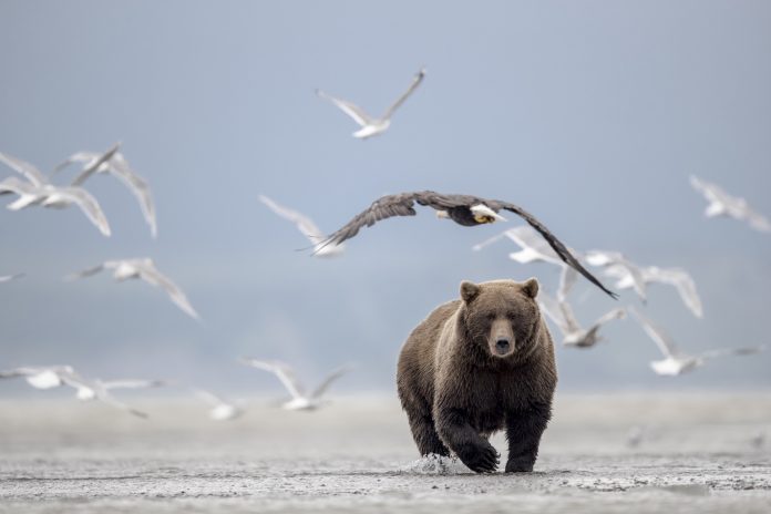 Grizzly bear animal running through water