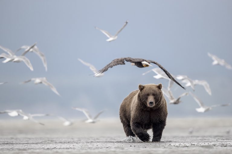 Grizzly bear animal running through water