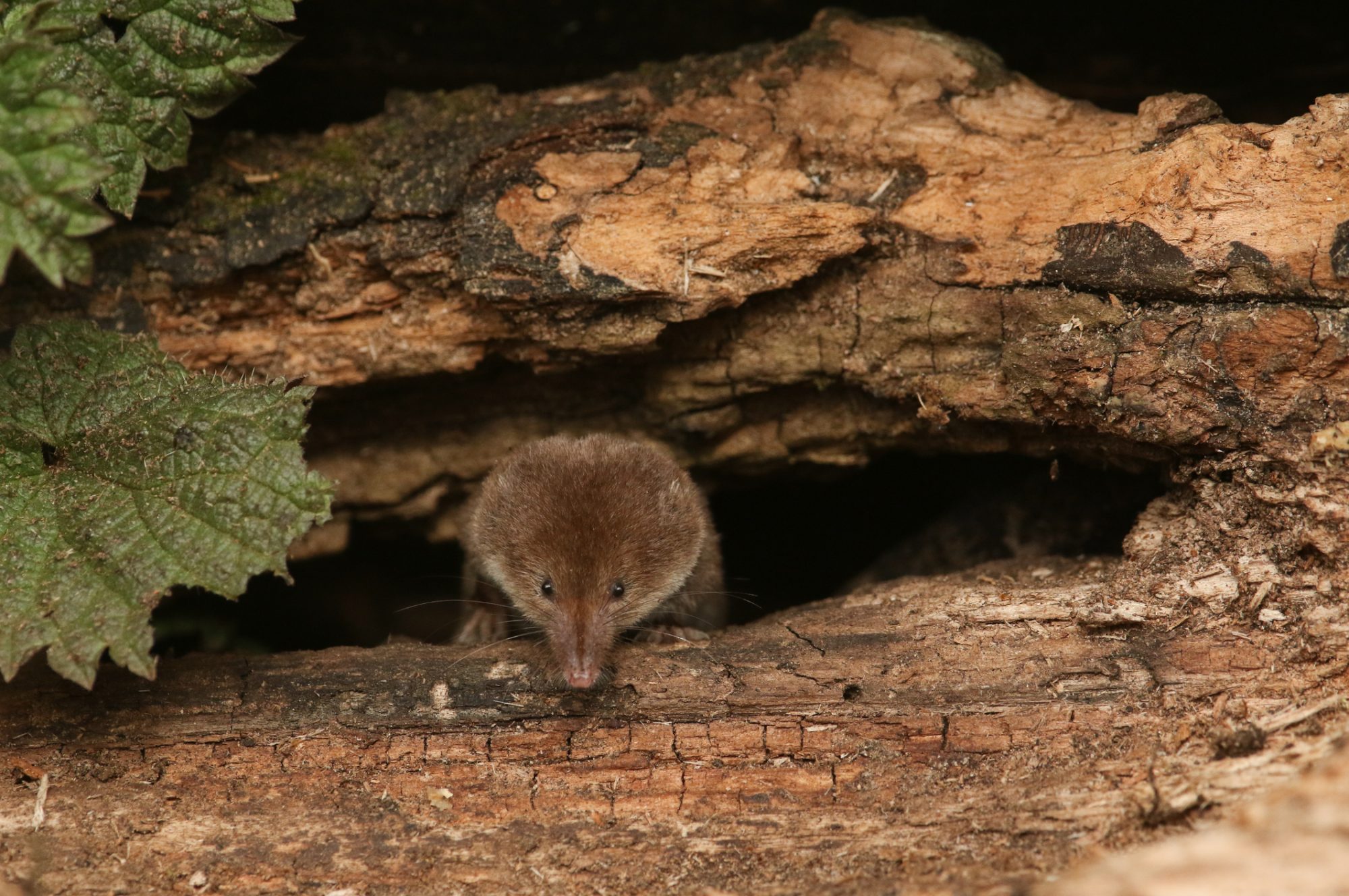 A hunting Common Shrew Sorex araneus