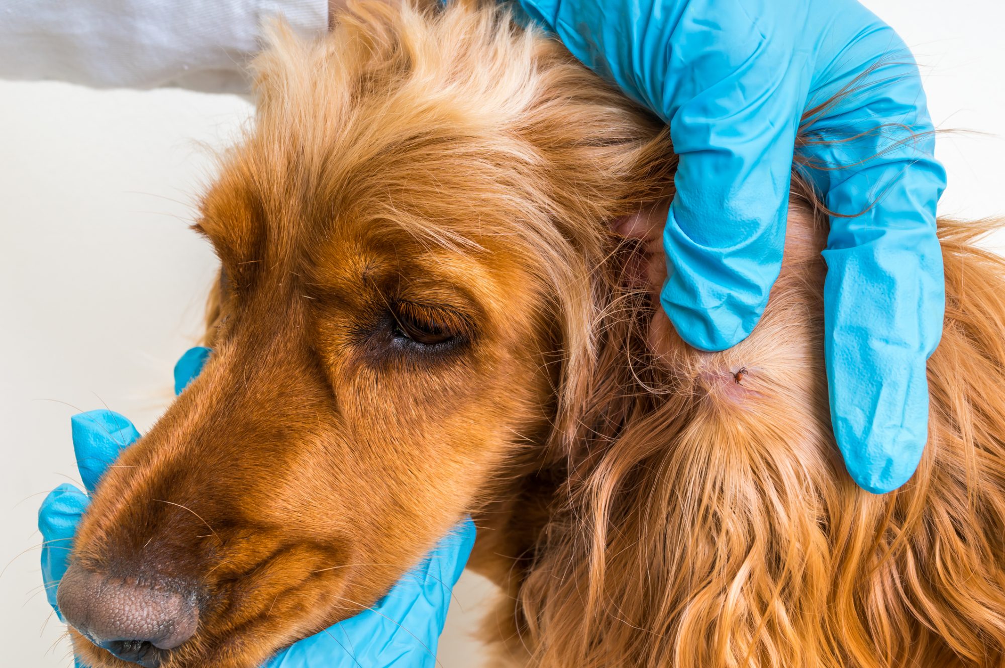Veterinarian removing ticks from cocker spaniel dog