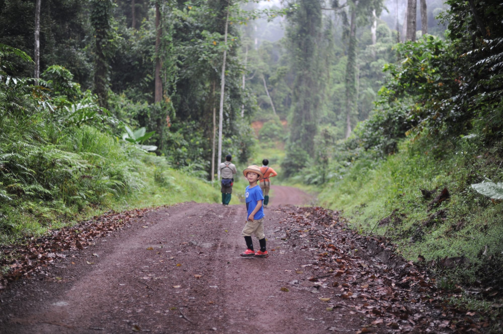 Young people walking in a tropical forest in Danum Valley in Borneo