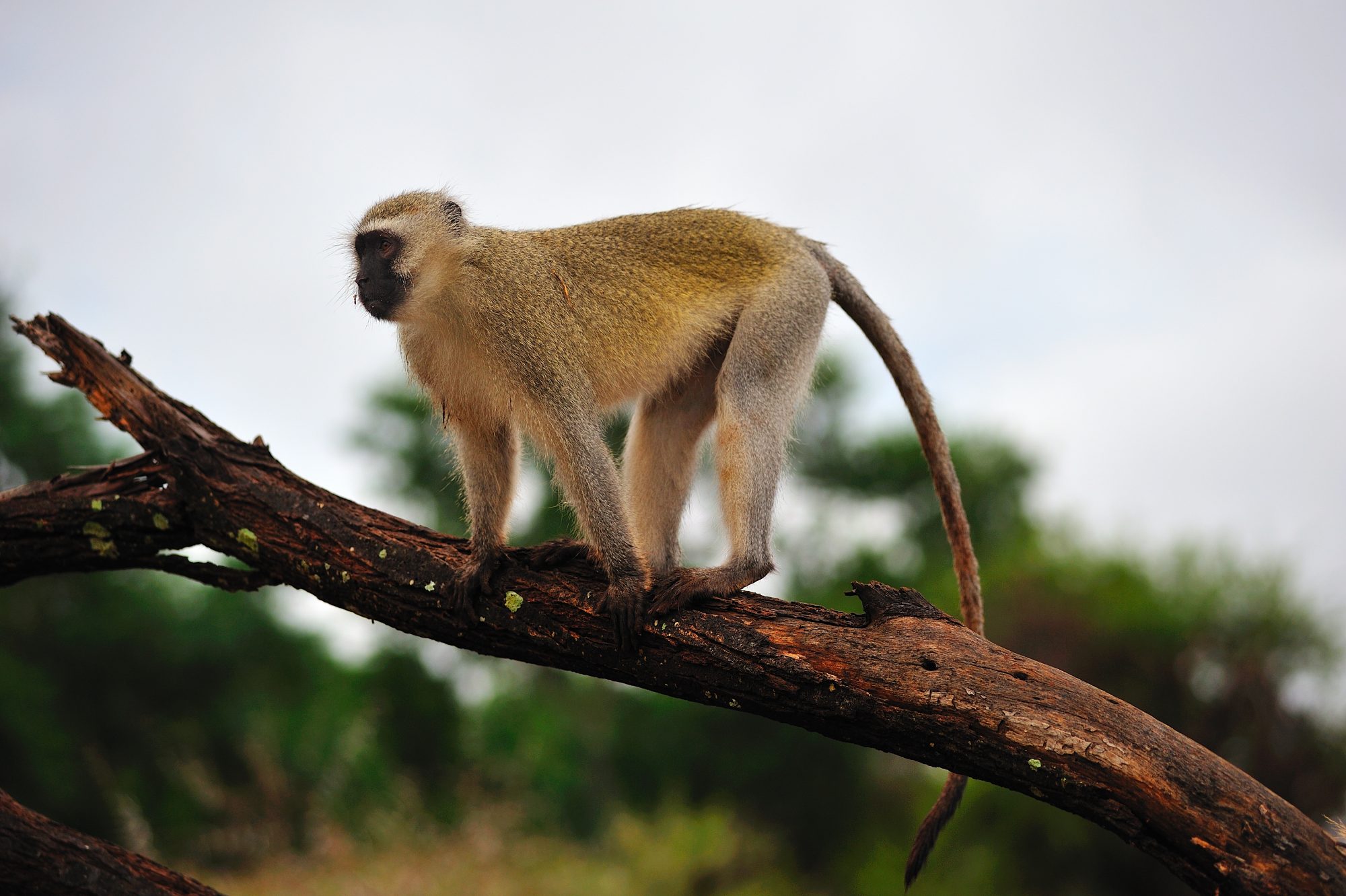A green monkey climbing on a branch in South Africa