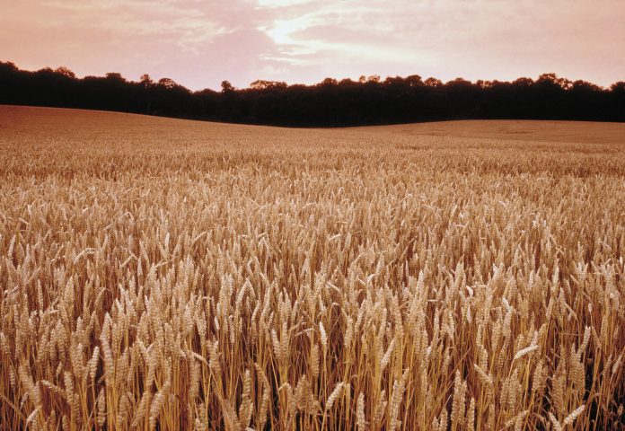 Field of cereal crops under a pink sky