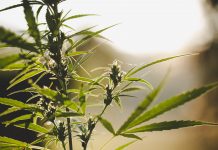 Marijuana flowering buds cannabis, hemp plant. Medical cannabis flowering plant. Sunset background
