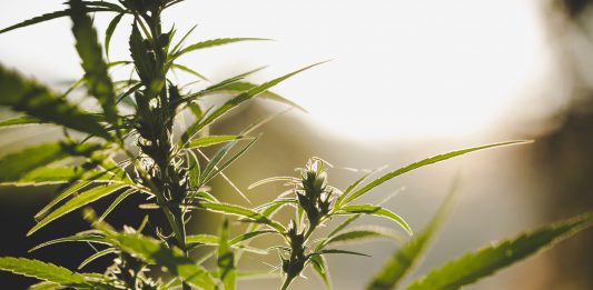 Marijuana flowering buds cannabis, hemp plant. Medical cannabis flowering plant. Sunset background