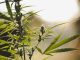 Marijuana flowering buds cannabis, hemp plant. Medical cannabis flowering plant. Sunset background