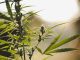 Marijuana flowering buds cannabis, hemp plant. Medical cannabis flowering plant. Sunset background