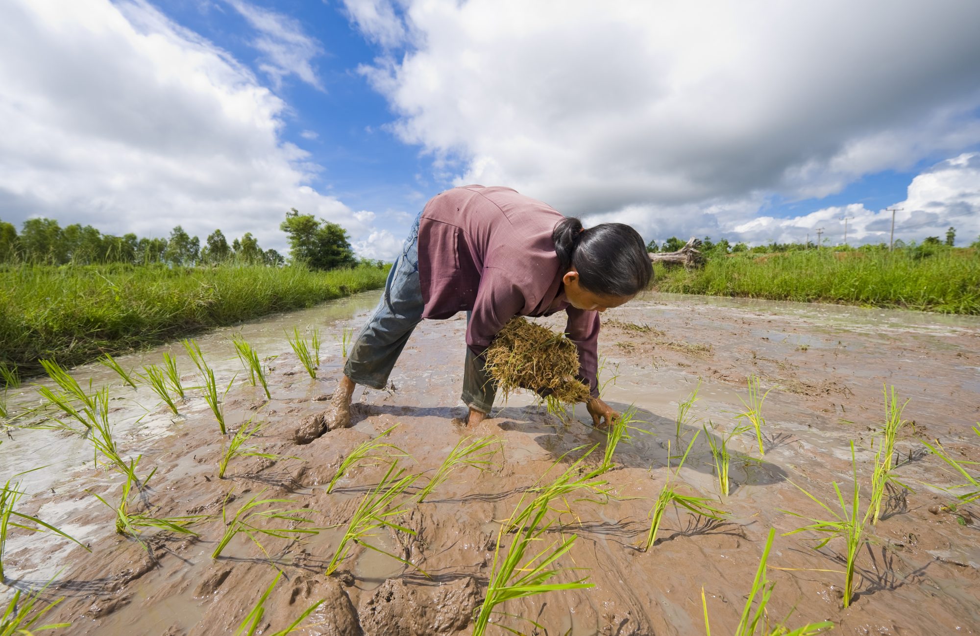 Female rice farmer in thailand