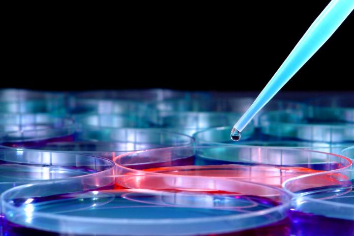 Laboratory pipette with drop of blue liquid above scientific laboratory Petri dishes filled with chemical media solution for a biotechnology experiment in a science research lab