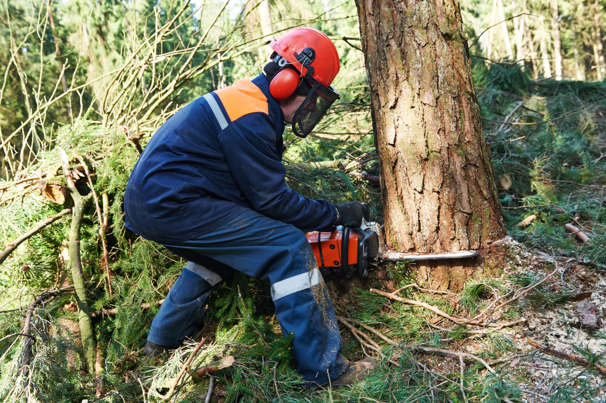 Lumberjack cutting down tree for timber building supplies