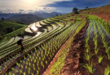 Rice fields on terraced at Chiang Mai, Thailand