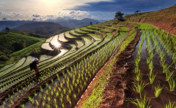 Rice fields on terraced at Chiang Mai, Thailand