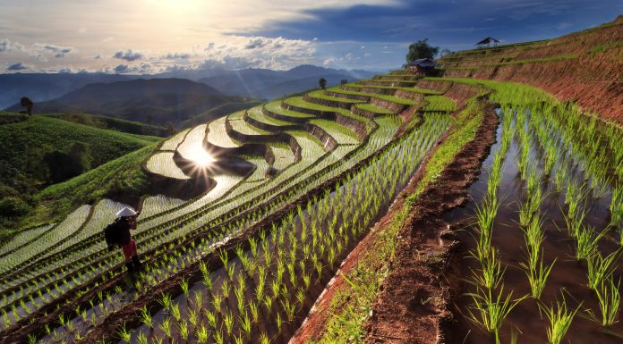Rice fields on terraced at Chiang Mai, Thailand