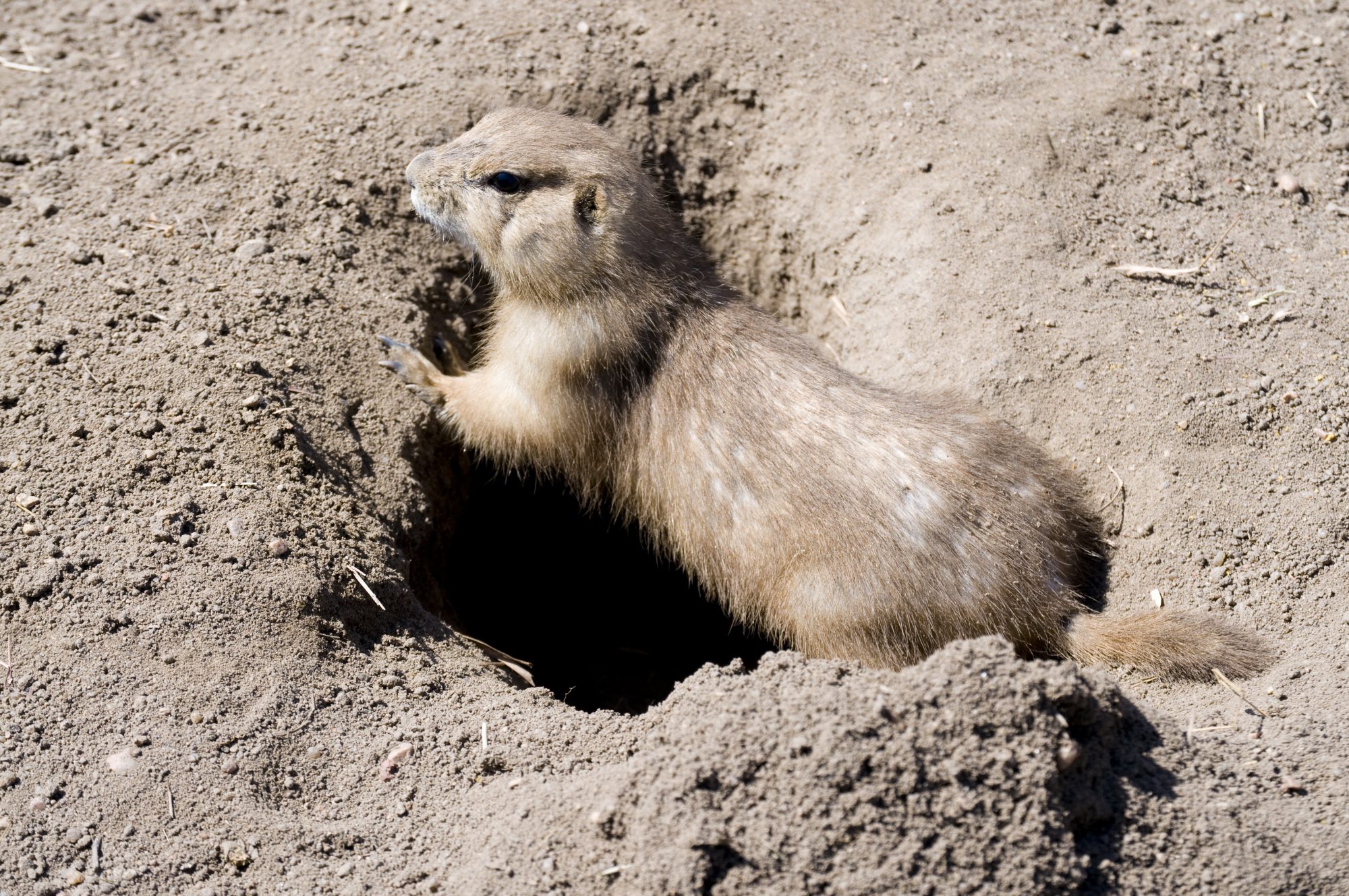 Prairie dog at entrance to den