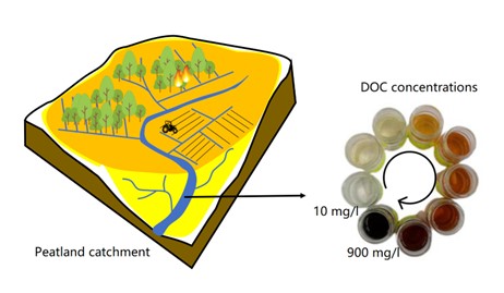 Figure 1. The ‘browning’ of surface waters as caused by the release of dissolved organic carbon from (drained) peatlands 