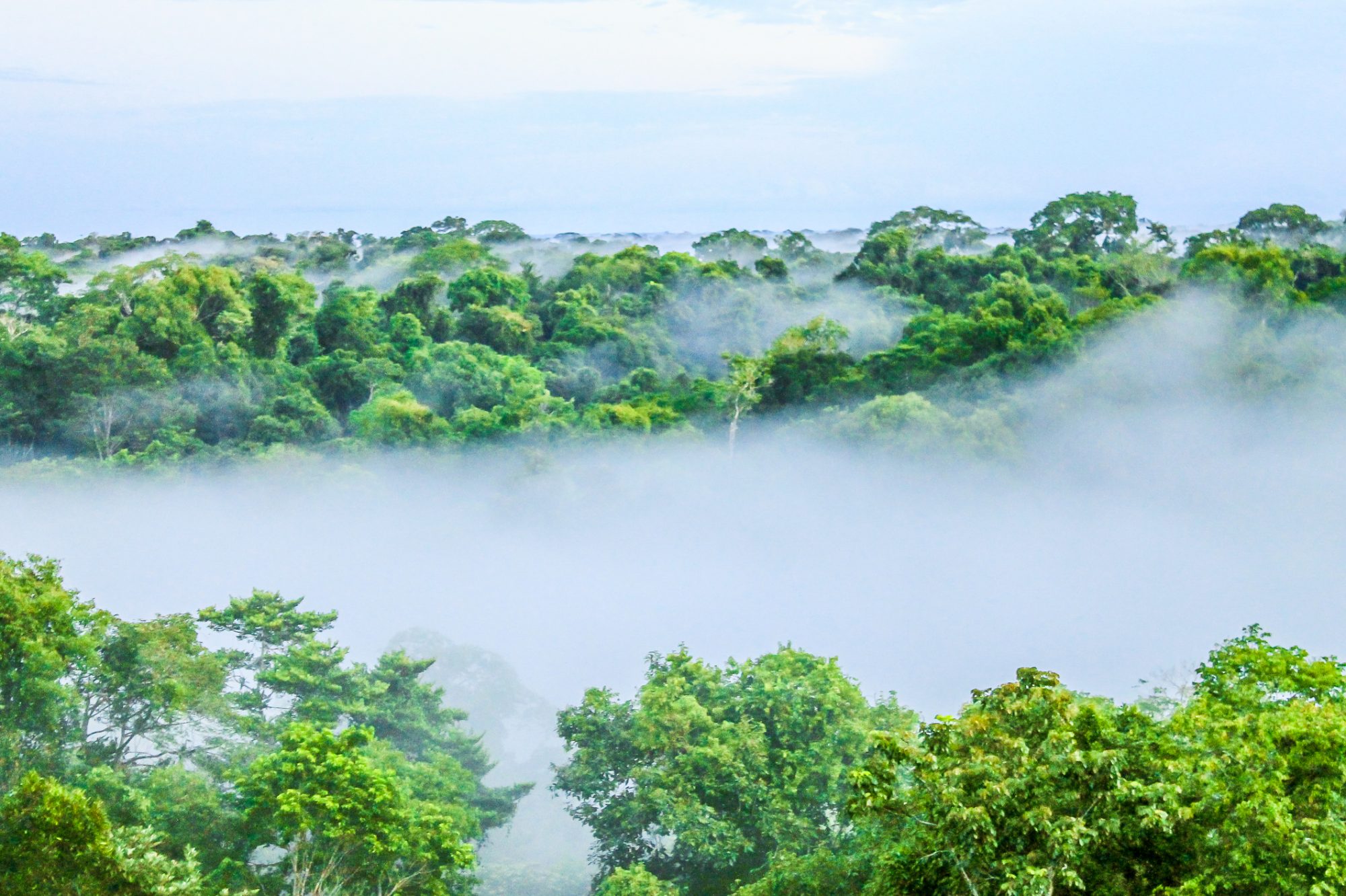 Morning fog over rain forest Trees in Brazil