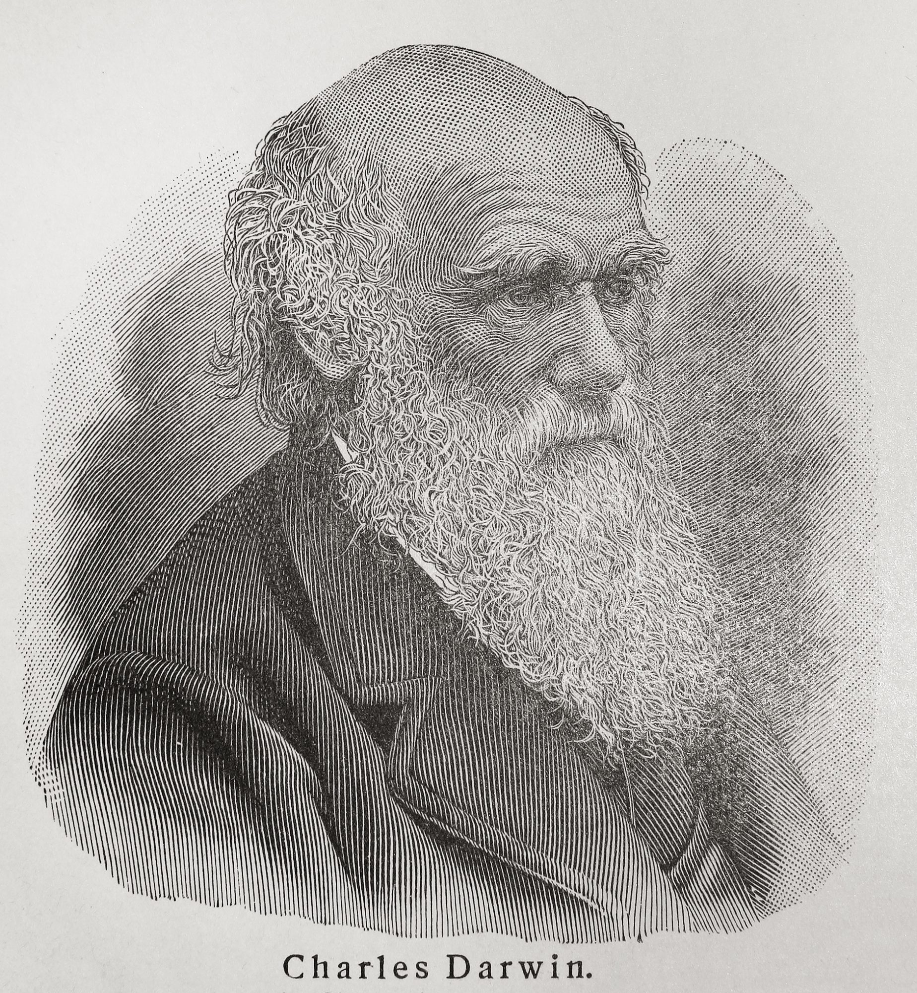 darwin