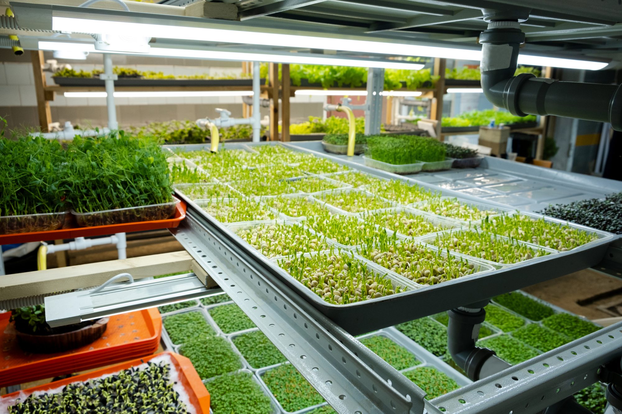 Urban microgreen farm. Eco-friendly small business. Baby leaves, phytolamp.