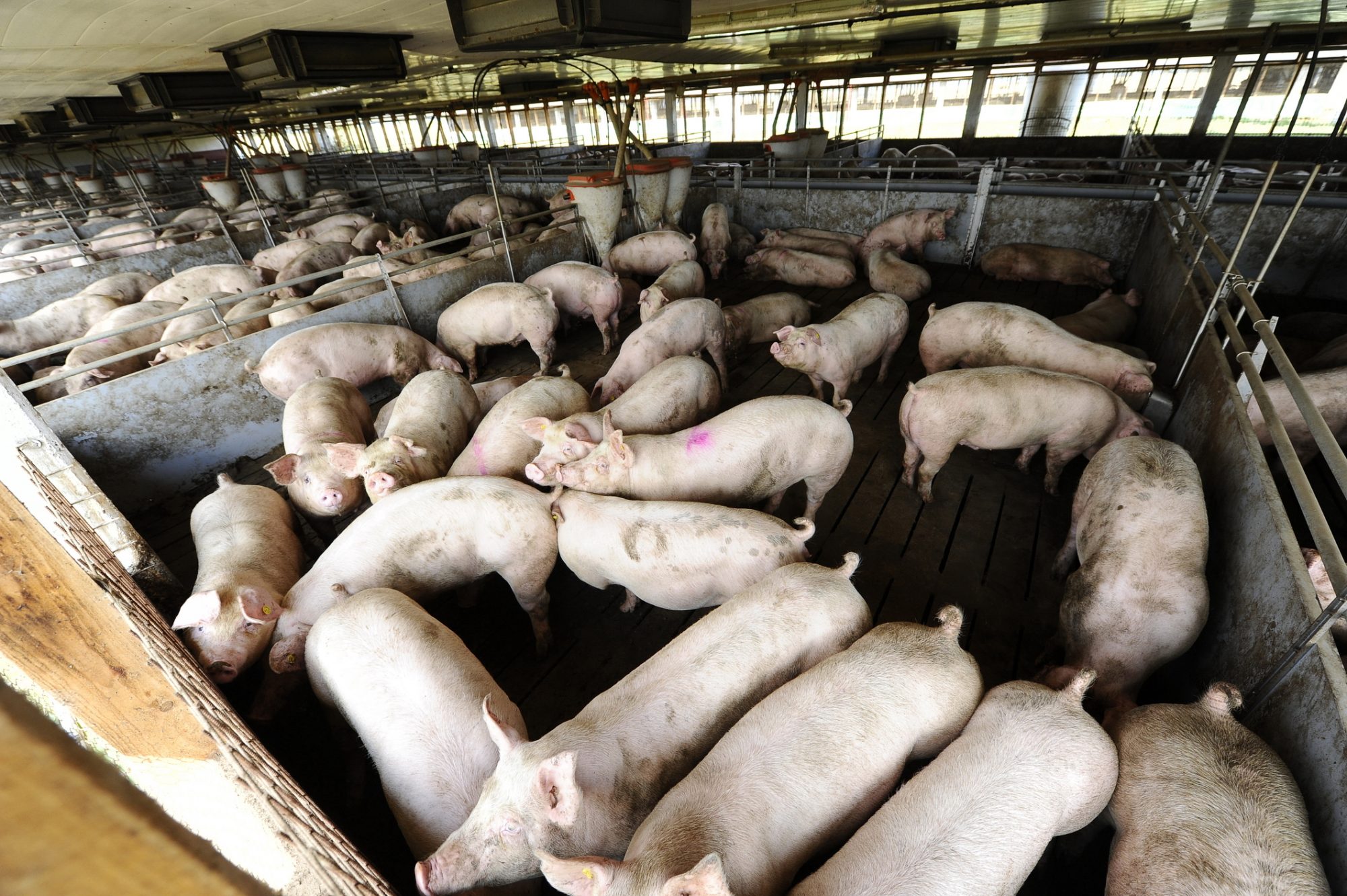 Lots of pigs in a farm