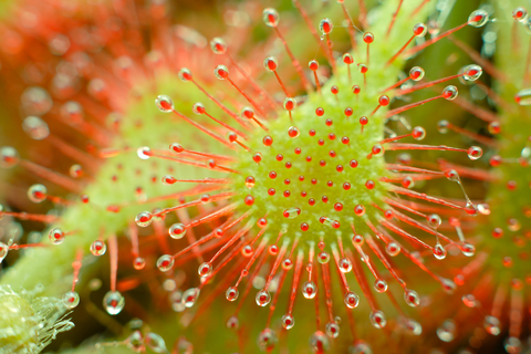 Drosera is an insect hunting plant, a species typical for bogs. The prey shall compensate for nutrient poor conditions in the bogs, which are solely fed by precipitation.
