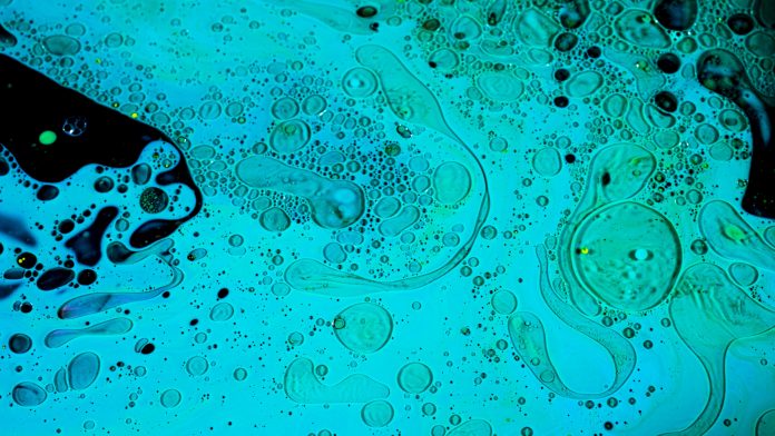 Virus cells or bacterias under microscope lens