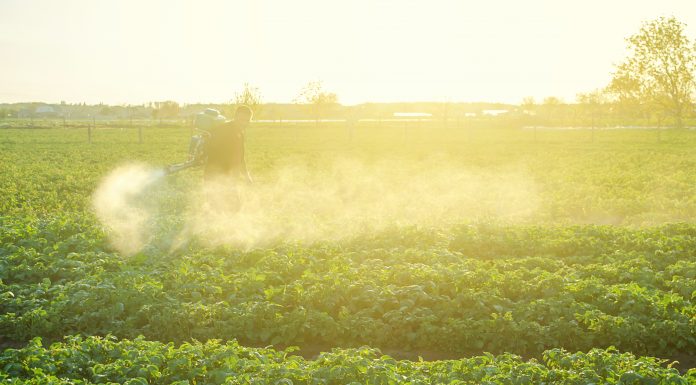 Farmer processing a potato plantation with a sprayer to protect from insect pests and fungal diseases. Plant rescue. Agriculture and agribusiness, agricultural industry. Reduced crop threat