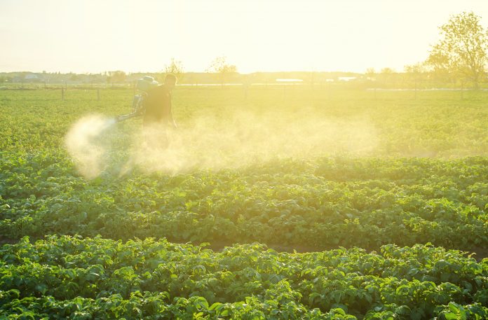 Farmer processing a potato plantation with a sprayer to protect from insect pests and fungal diseases. Plant rescue. Agriculture and agribusiness, agricultural industry. Reduced crop threat