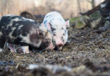 pigs on a farm