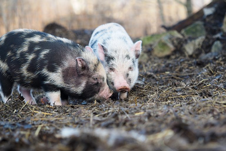 pigs on a farm