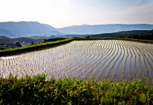 Amazing sunset lighting rice field water reflection in Japan countryside mountains in Kyushu Mont Aso San