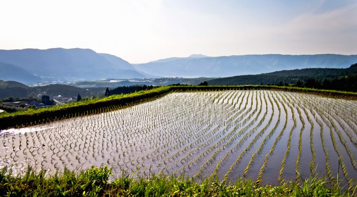 Amazing sunset lighting rice field water reflection in Japan countryside mountains in Kyushu Mont Aso San