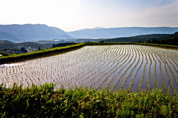 Amazing sunset lighting rice field water reflection in Japan countryside mountains in Kyushu Mont Aso San