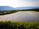 Amazing sunset lighting rice field water reflection in Japan countryside mountains in Kyushu Mont Aso San