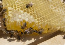 Bees collecting honey in honeycomb