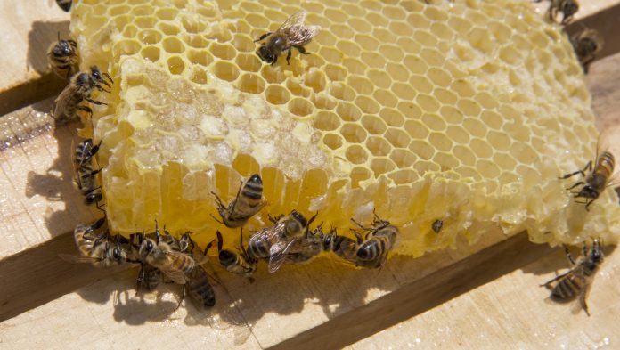 Bees collecting honey in honeycomb