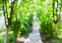 Blurred image of a path through green woodland - optimal leisure lifestyle