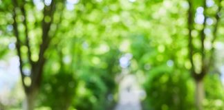 Blurred image of a path through green woodland - optimal leisure lifestyle
