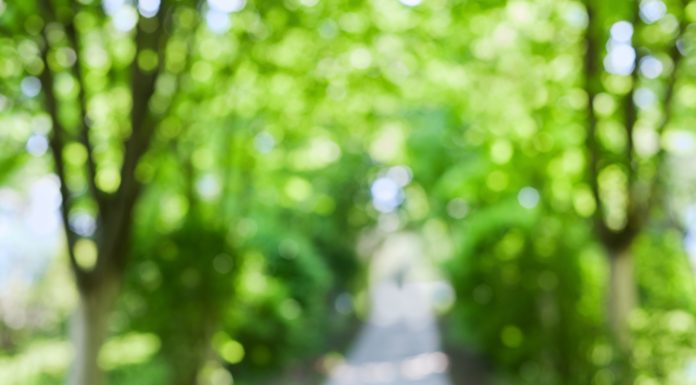 Blurred image of a path through green woodland - optimal leisure lifestyle