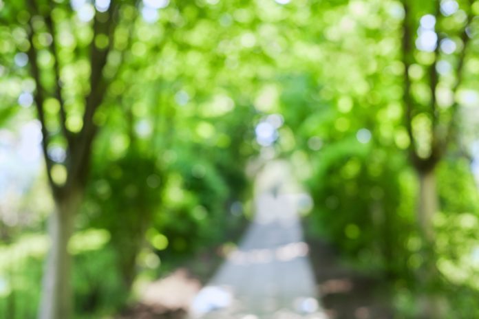 Blurred image of a path through green woodland - optimal leisure lifestyle