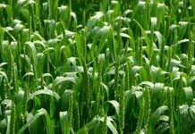 Green agriculture field