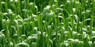 Green agriculture field