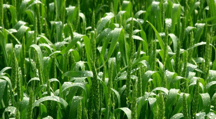 Green agriculture field