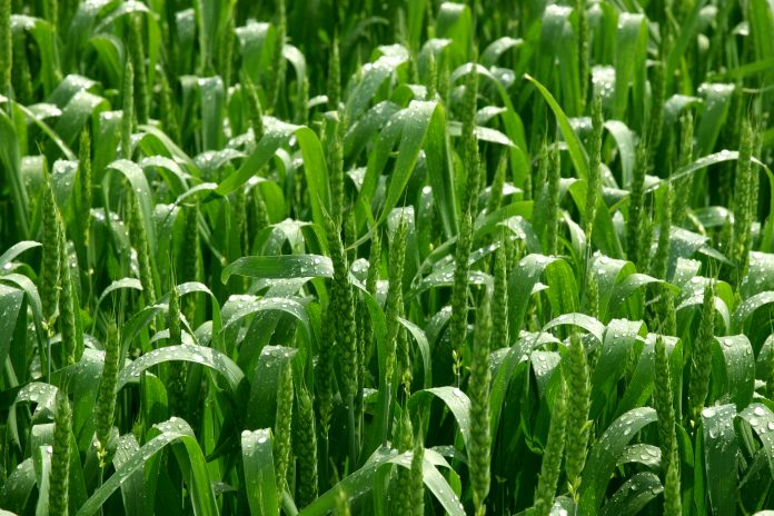 Green agriculture field