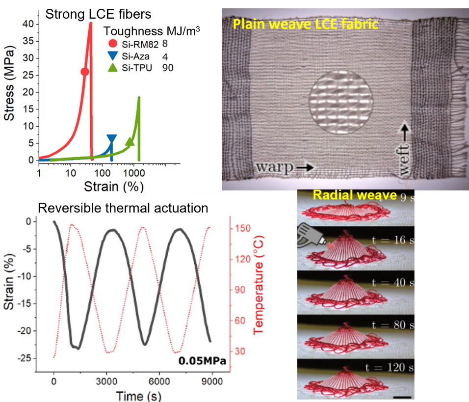 Liquid Crystal Elastomers