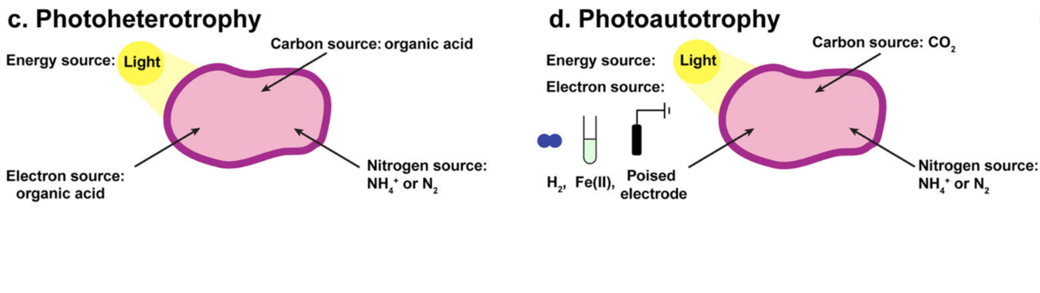 microbial electrosynthesis